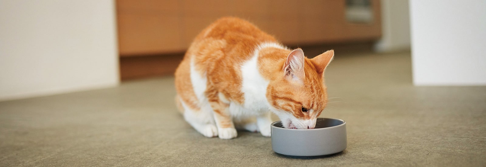 猫のための食餌 – 栄養のヒント