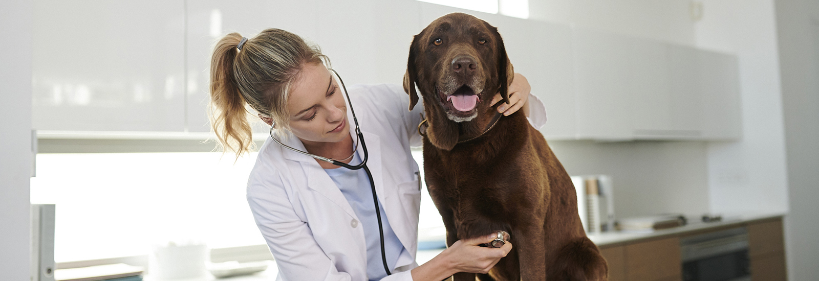 犬の血圧について