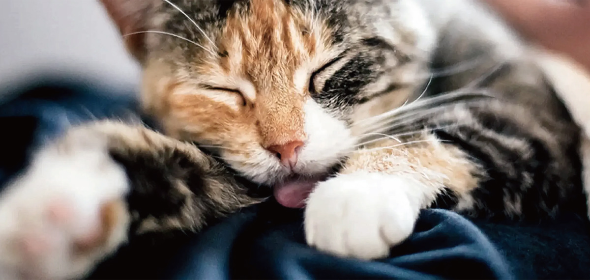 基礎知識：猫が十分に水を飲まない時、どうすべきか？