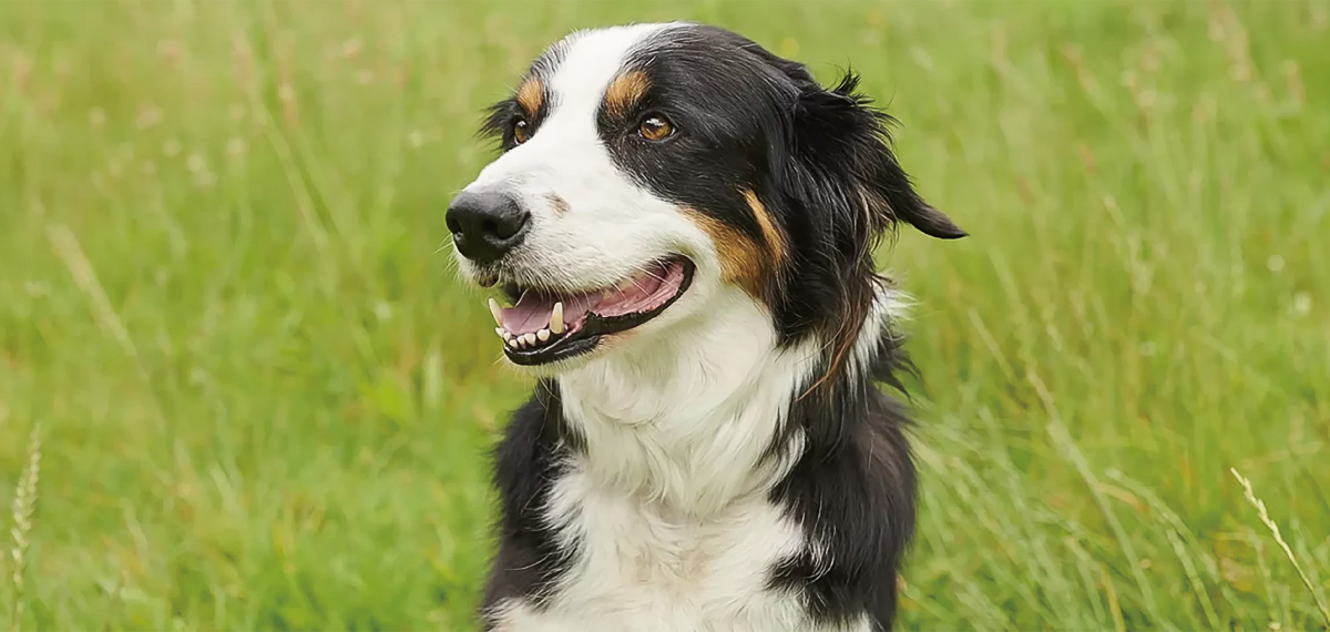 基礎知識：犬の腎不全